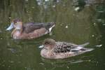 Peposakaente ♀ links (Netta peposaca) und Pfeifente ♀ rechts (Anas ...