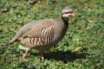 Krickente Chukarhuhn (Alectoris chukar) ...  Gilbert Angermann 24.03.2011