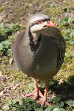 Steinh�hner (Alectoris) (4 Fotos)