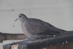 T�rkentaube (Streptopelia decaocto) am 26.4.2010 im Vogelpark Eggenstein-Leopoldshafen.  ...