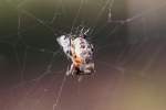 Gartenkreuzspinne (Araneus diadematus) am ...  Gilbert Angermann 25.03.2011