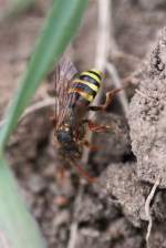 Rothaarige-Wespenbiene (Nomada lathburiana) am ...  Gilbert Angermann 25.03.2011