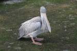 R�telpelikan (Pelecanus rufescens) im ...  Gilbert Angermann 25.03.2011