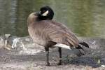 Dunkle Kanadagans (Branta canadensis ...  Gilbert Angermann 26.03.2011