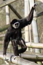 Balancierender Wei�handgibbon oder auch ...  Gilbert Angermann 26.03.2011