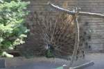 �hrentr�gerpfau oder auch Gr�ner Pfau (Pavo muticus) im Tierpark Berlin. ...