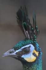 �hrentr�gerpfau (Pavo muticus) im ...  Gilbert Angermann 27.03.2011