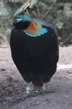 Himalaya-Glanzfasan (Lophophorus impejanus) im ...  Gilbert Angermann 27.03.2011