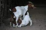 Zwei kleine Burenziegen beim ...  Gilbert Angermann 28.03.2011
