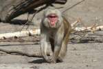 Rotgesichtsmakake (Macaca fuscata) im ...  Gilbert Angermann 30.03.2011