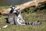 Kattas (Lemur catta) beim ...  Gilbert Angermann 30.03.2011