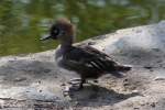Kappens�ger (Mergus cucullatus) im ...  Gilbert Angermann 30.03.2011