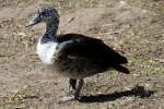 S�damerikanische H�ckerglanzente (Sarkidiornis melanotos sylvicola) im Tierpark Berlin.  ...