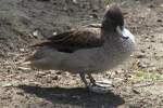Chile-Spitzschwanzente (Anas georgica spinicauda) im Tierpark Berlin.  ...