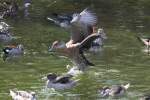 Verschiedene S�damerikanische Enten im ...  Gilbert Angermann 31.03.2011
