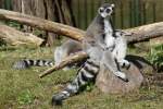 Katta (Lemur catta) im ...  Gilbert Angermann 31.03.2011