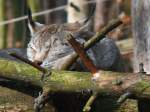 Der Luchs (Lynx) im ...  Volkmar D�ring 31.03.2011