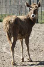 Wei�lippenhirsch (Przewalskium ...  Gilbert Angermann 31.03.2011
