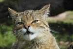 Schlecht gelaunte Europ�ische Wildkatze ...  Gilbert Angermann 01.04.2011