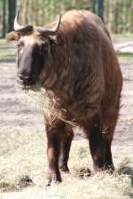 Mishmi-Takin (Budorcas ...  Gilbert Angermann 01.04.2011
