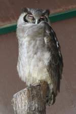 Milchuhu (Bubo lacteus) im ...  Gilbert Angermann 01.04.2011