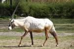 Arabische Oryx (Oryx leucoryx) ...  Gilbert Angermann 02.04.2011