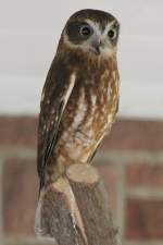 Australischer Kuckuckskauz (Ninox novaeseelandiae ...  Gilbert Angermann 02.04.2011