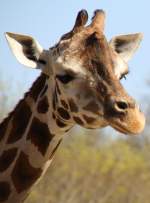 Rothschildgiraffe (Giraffa ...  Gilbert Angermann 03.04.2011