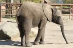 Kleiner Afrikanischer Elefant im ...  Gilbert Angermann 03.04.2011