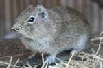 M�nstersches Meerschweinchen oder Hellbraunes ...  Gilbert Angermann 03.04.2011