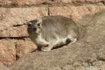 Buschschliefer (Heterohyrax brucei) im ...  Gilbert Angermann 03.04.2011
