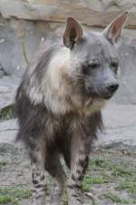 Schabrackenhy�ne (Parahyaena ...  Gilbert Angermann 03.04.2011