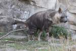 Schabrackenhy�ne (Parahyaena ...  Gilbert Angermann 03.04.2011