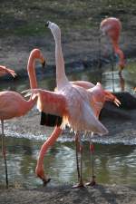 Rosaflamingo (Phoenicopterus ruber) im ...  Gilbert Angermann 04.04.2011