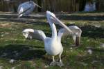 Krauskopfpelikan (Pelecanus crispus) im ...  Gilbert Angermann 04.04.2011