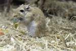 Mongolische Rennmaus (Meriones unguiculatus) ...  Gilbert Angermann 04.04.2011