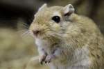 Mongolische Rennmaus (Meriones unguiculatus) ...  Gilbert Angermann 04.04.2011