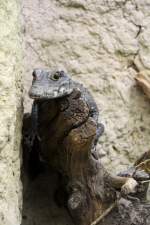 Stumpfkrokodil (Osteolaemus tetraspis) im ...  Gilbert Angermann 04.04.2011