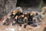 Mexikanische Rotknie-Vogelspinne (Brachypelma smithi) ...  Gilbert Angermann 04.04.2011