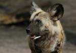 Afrikanischer Wildhund   ...  Andy Hensel 05.04.2011