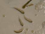Ein paar Schlammspringer (Periophthalmus ...  Gilbert Angermann 04.11.2009