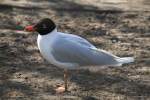 Schwarzkopfm�we (Ichthyaetus melanocephalus) im ...  Gilbert Angermann 07.04.2011