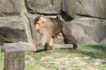 S�dliche Schweinsaffe (Macaca nemestrina) ...  Gilbert Angermann 07.04.2011