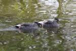 Fleckschnabelenten (Anas poecilorhyncha) im Tierpark Berlin.  ...