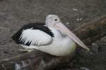 Brillenpelikan (Pelecanus conspicillatus) im ...  Gilbert Angermann 08.04.2011