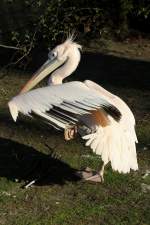 Rosapelikan (Pelecanus onocrotalus) bei ...  Gilbert Angermann 08.04.2011