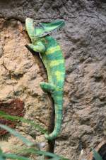 Jemencham�leon (Chamaeleo calyptratus) am ...  Gilbert Angermann 08.04.2011