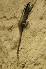 Borneo-Baumskink (Apterygodon ...  Gilbert Angermann 08.04.2011