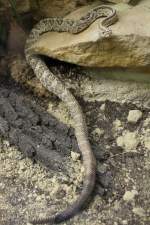 Schauerklapperschlange (Crotalus ...  Gilbert Angermann 08.04.2011