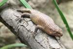 Dornschwanz-Stachelskink (Egernia ...  Gilbert Angermann 08.04.2011